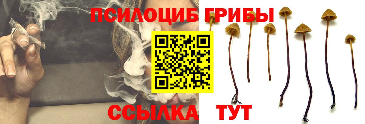 Псилоцибиновые грибы Cubensis Сланцы